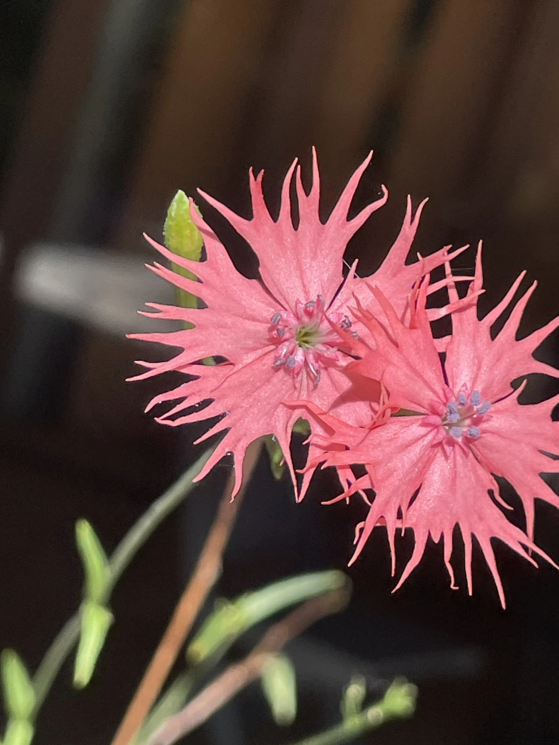 アッコが散歩で撮った花